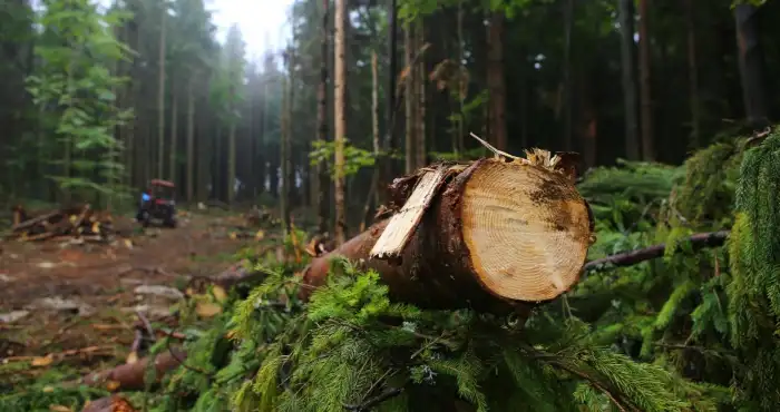 На Дніпропетровщині покарали організатора масштабної вирубки лісу