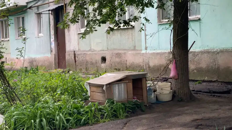 У Павлограді нагадали: собака біля будинку має мати відповідального власника