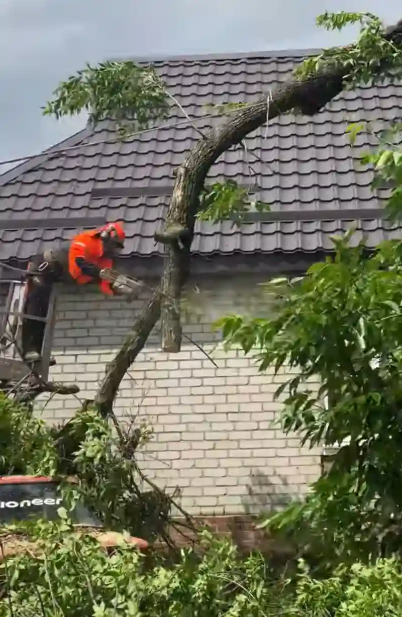 У Павлограді через сильний вітер дерево пошкодило авто і загрожувало будинку