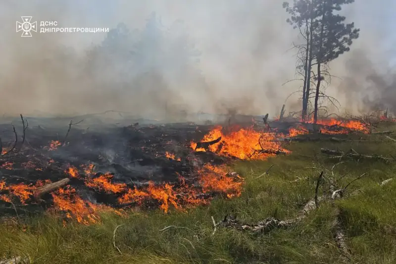 На Дніпропетровщині ліквідували масштабну лісову пожежу