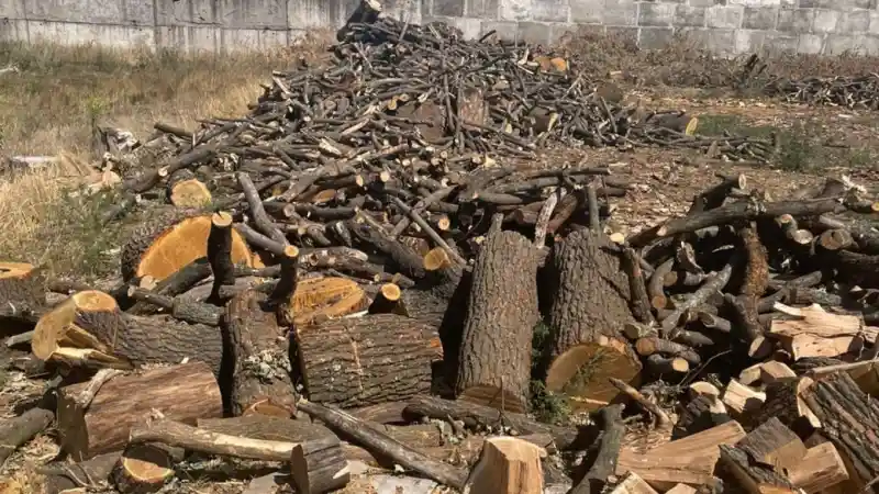 На Дніпропетровщині викрили дві групи лісорубів: серед підозрюваних поліцейський